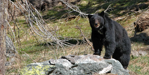 black black bear