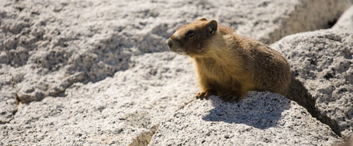 Marmot in John Muir